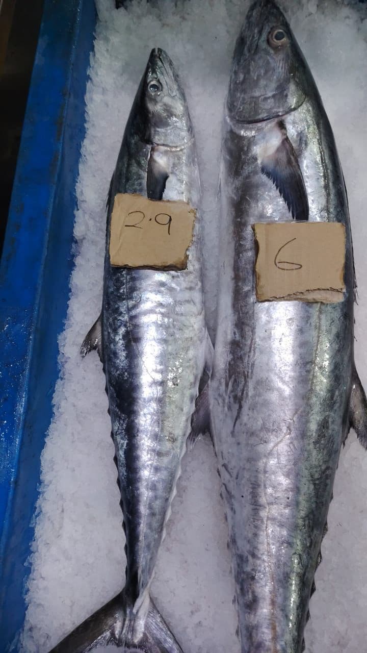 Fresh Catch Daily