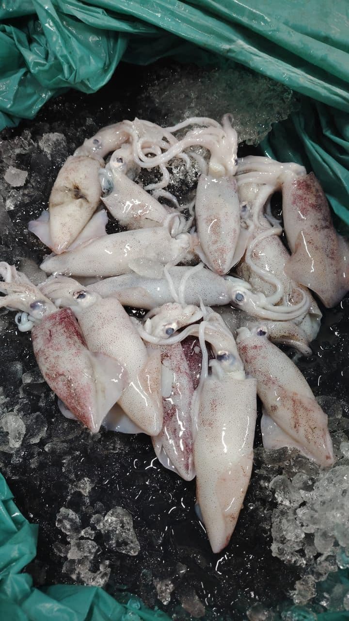 Fresh Catch Daily