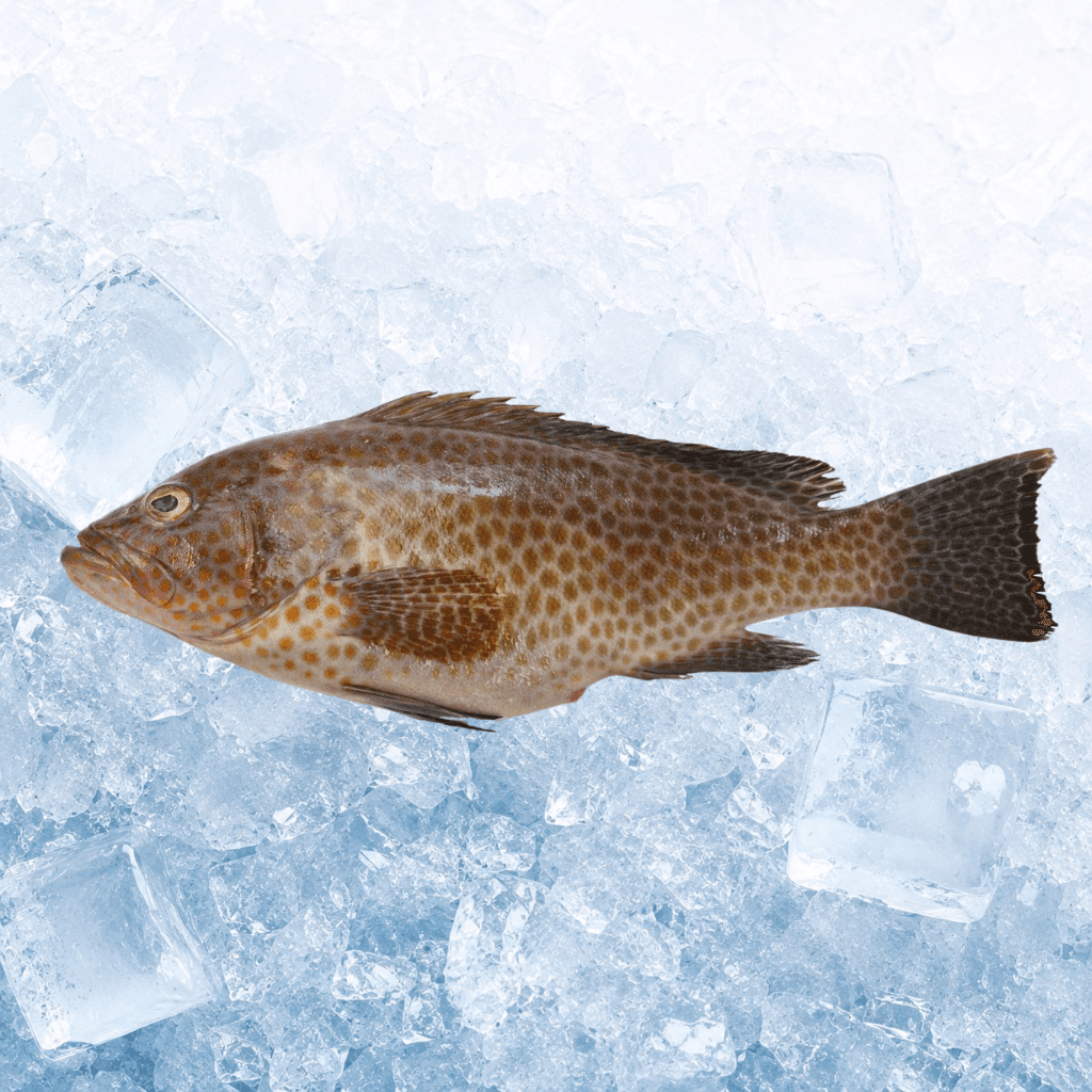 花斑 Flower Grouper