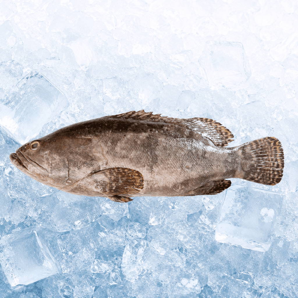 石斑 Grouper