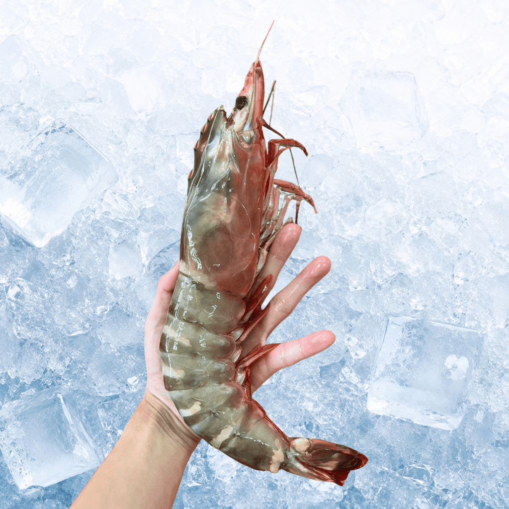 XXL Sea Tiger Prawn 200-250G (Pre Order)