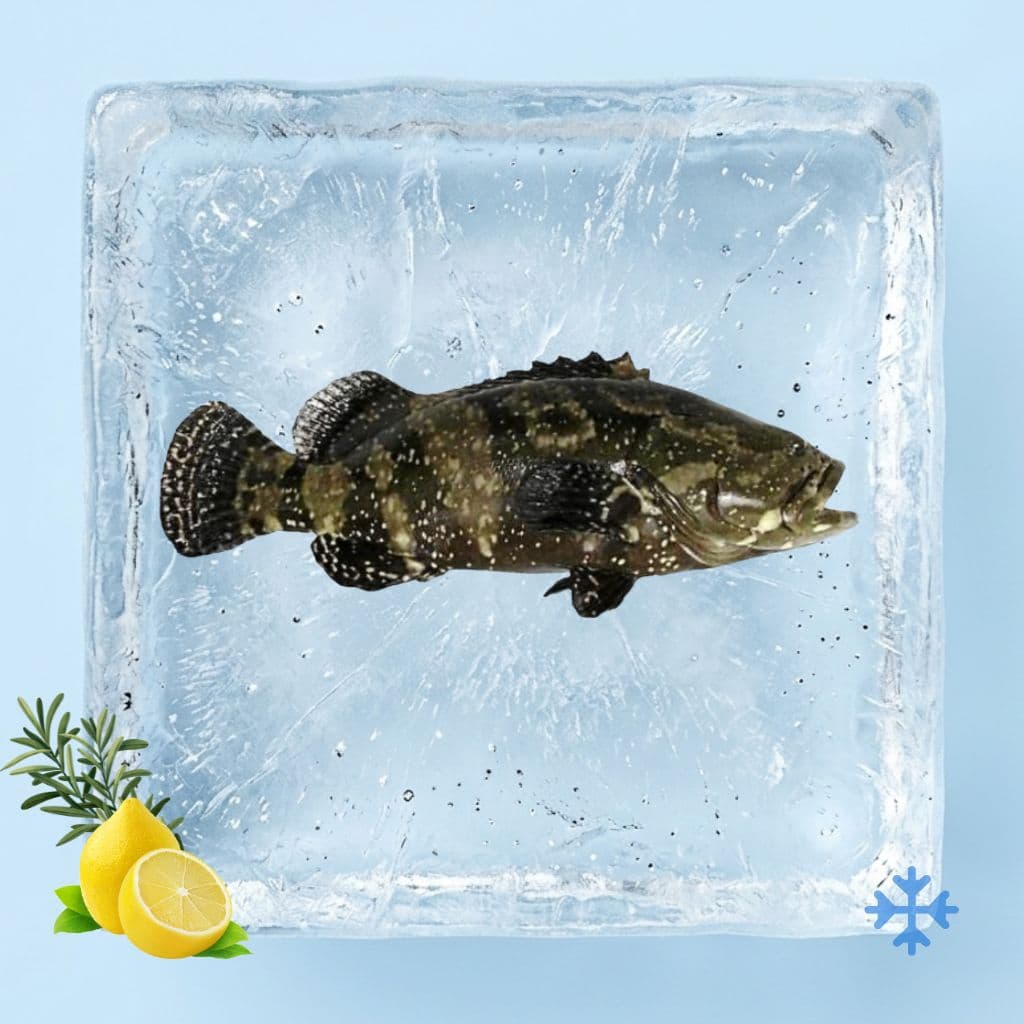 龙虎斑 Premium Frozen Dragon Tiger Grouper