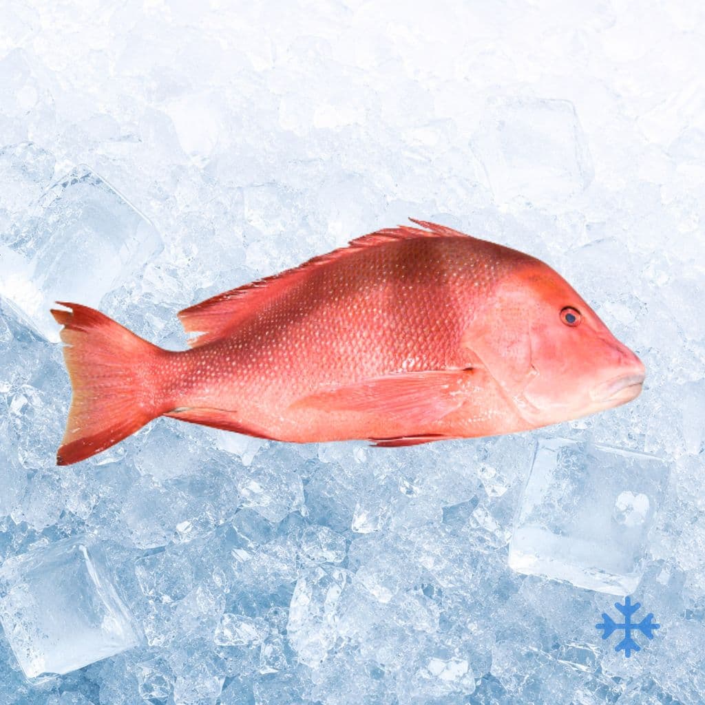 魟鱼 Premium Wild-Caught Redfish